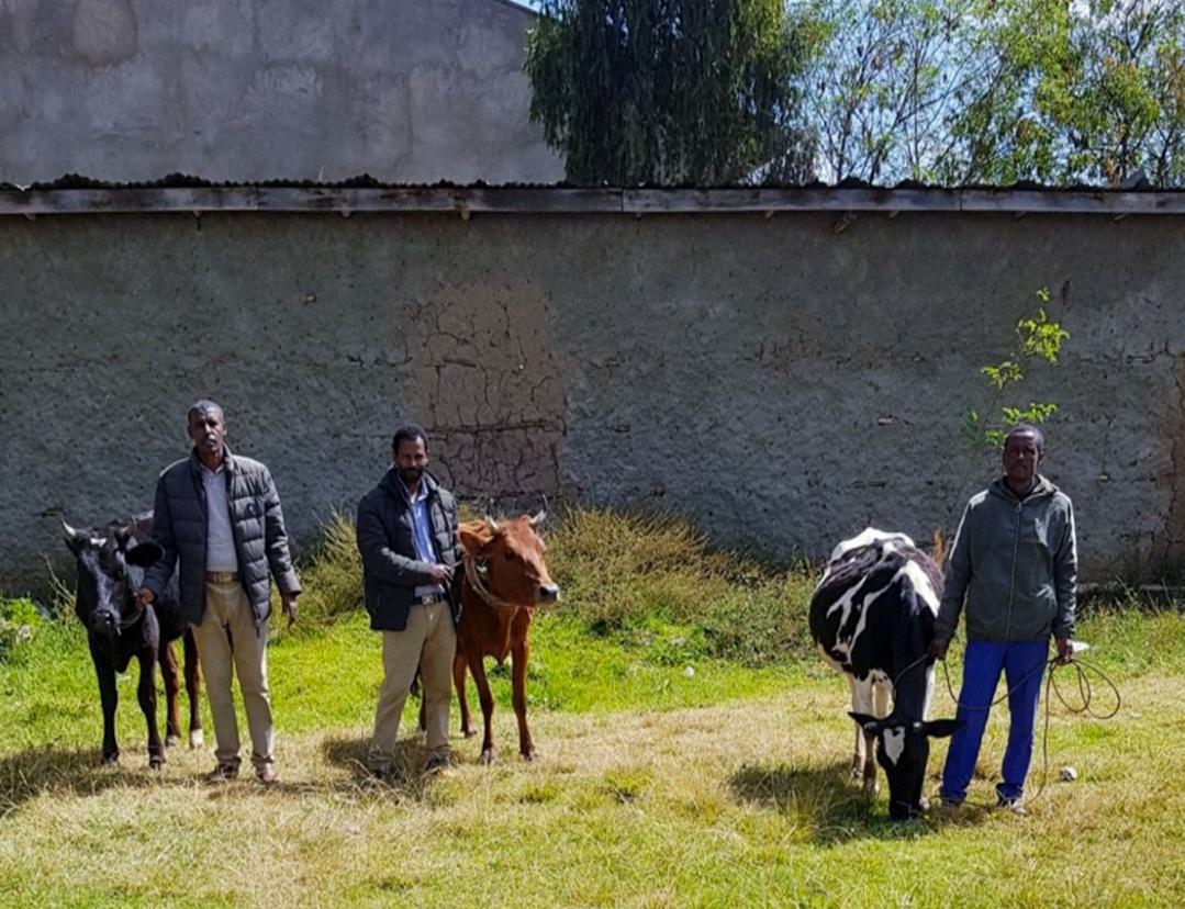 Äthiopien Kühe und Evangelisten